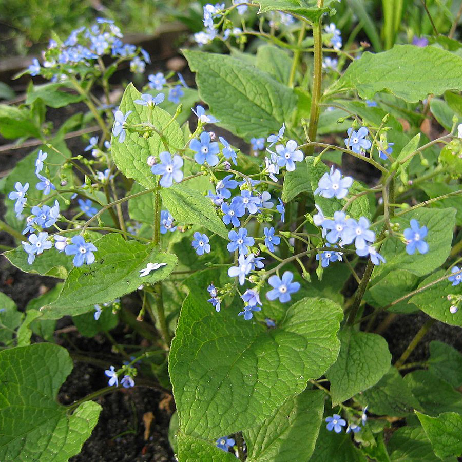 Kaukázusi nefejcs Brunnera macrophylla